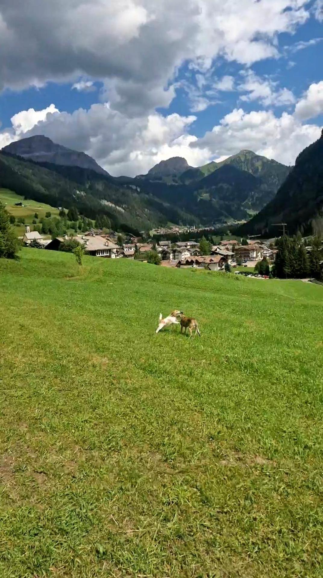 Cesa Cherpei - Dog Friendly Campitello di Fassa Exteriér fotografie